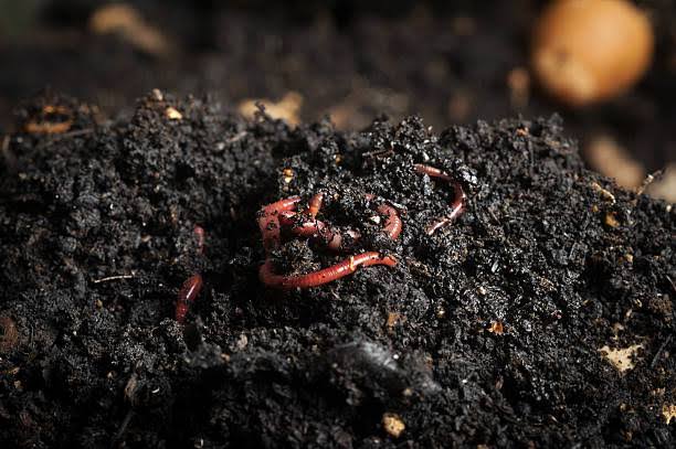 Vermicompost